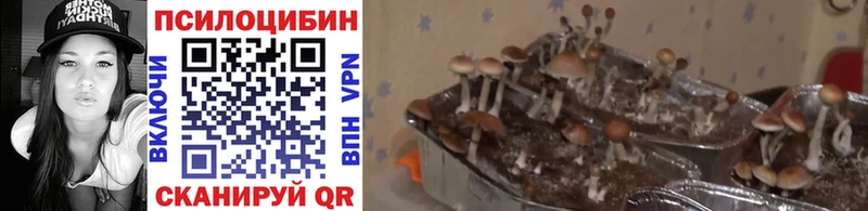 Галлюциногенные грибы MAGIC MUSHROOMS  Осинники 